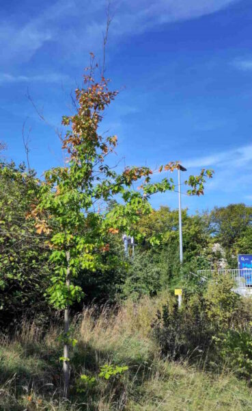 Roteiche am S-Bahnhof Unterschleißheim im September 2026: gepflanzt 2019 · (Foto: Schlagintweit)  